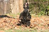 SCOTTISH TERRIER 105